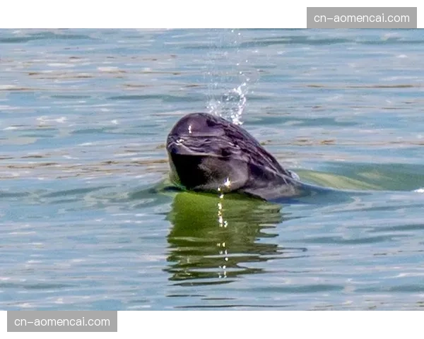 国际冰联世青赛甲级B组出现罕见一幕，因计时器故障比赛中断半小时